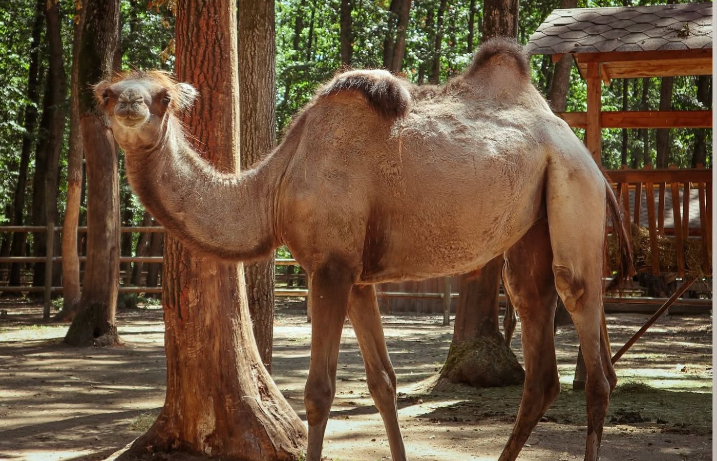 Cum îi înveți pe copii să se comporte corect în apropierea animalelor de la zoo?